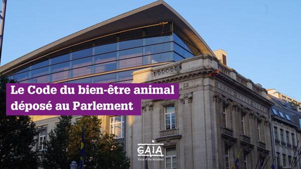 Code bruxellois du bien-être animal : GAIA salue le dépôt du texte au Parlement par  plusieurs députés et appelle la majorité à le soutenir