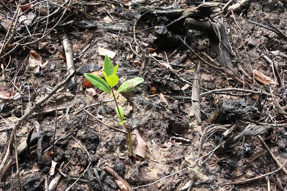 AFTER: New mangrove seedlings are planted.