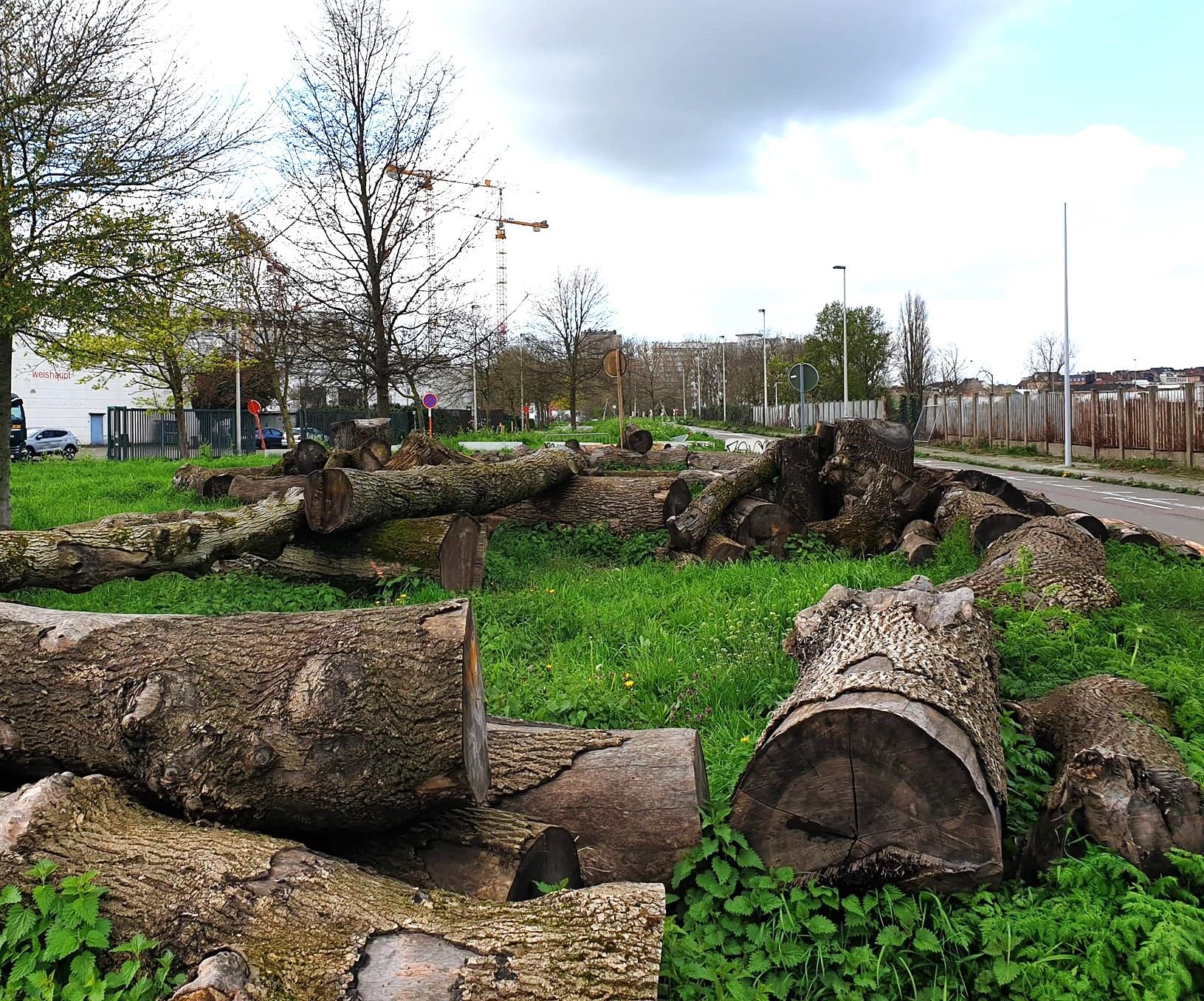 Meer dan 62.000 hoogstambomen gekapt sinds 2010 - Dringend actie nodig.