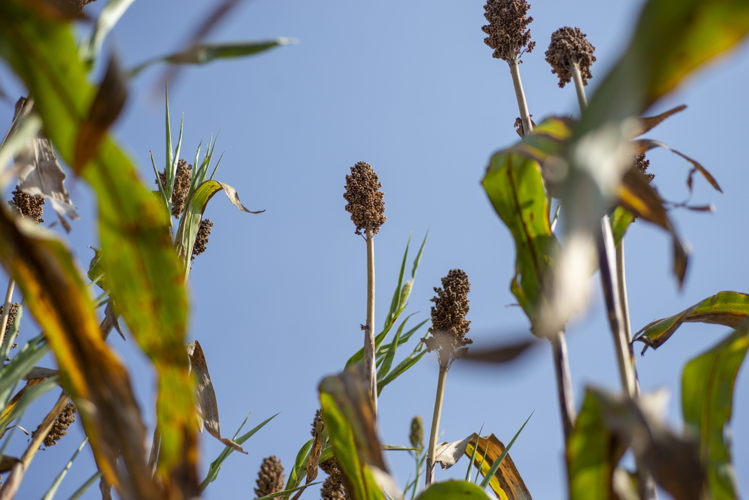 Sorghum