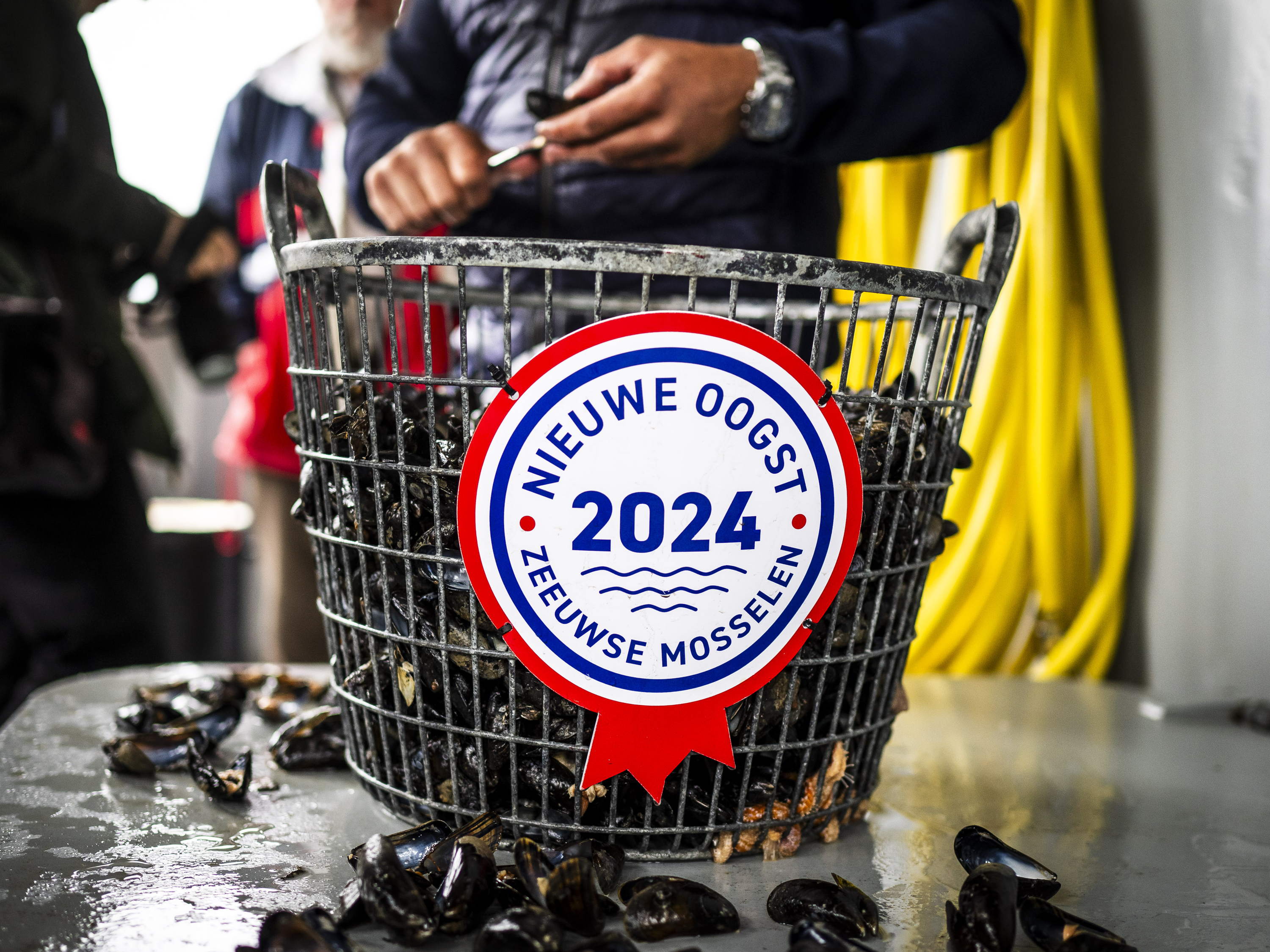 Nouvelle récolte de moules de Zélande : 