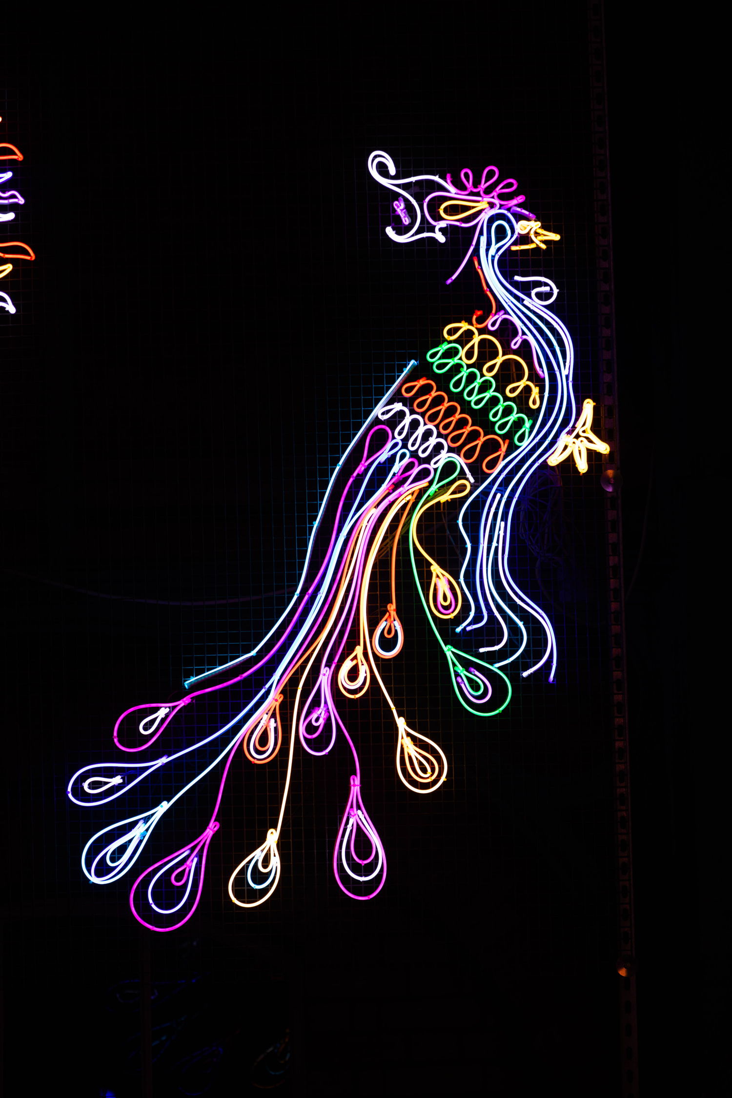 Peacock