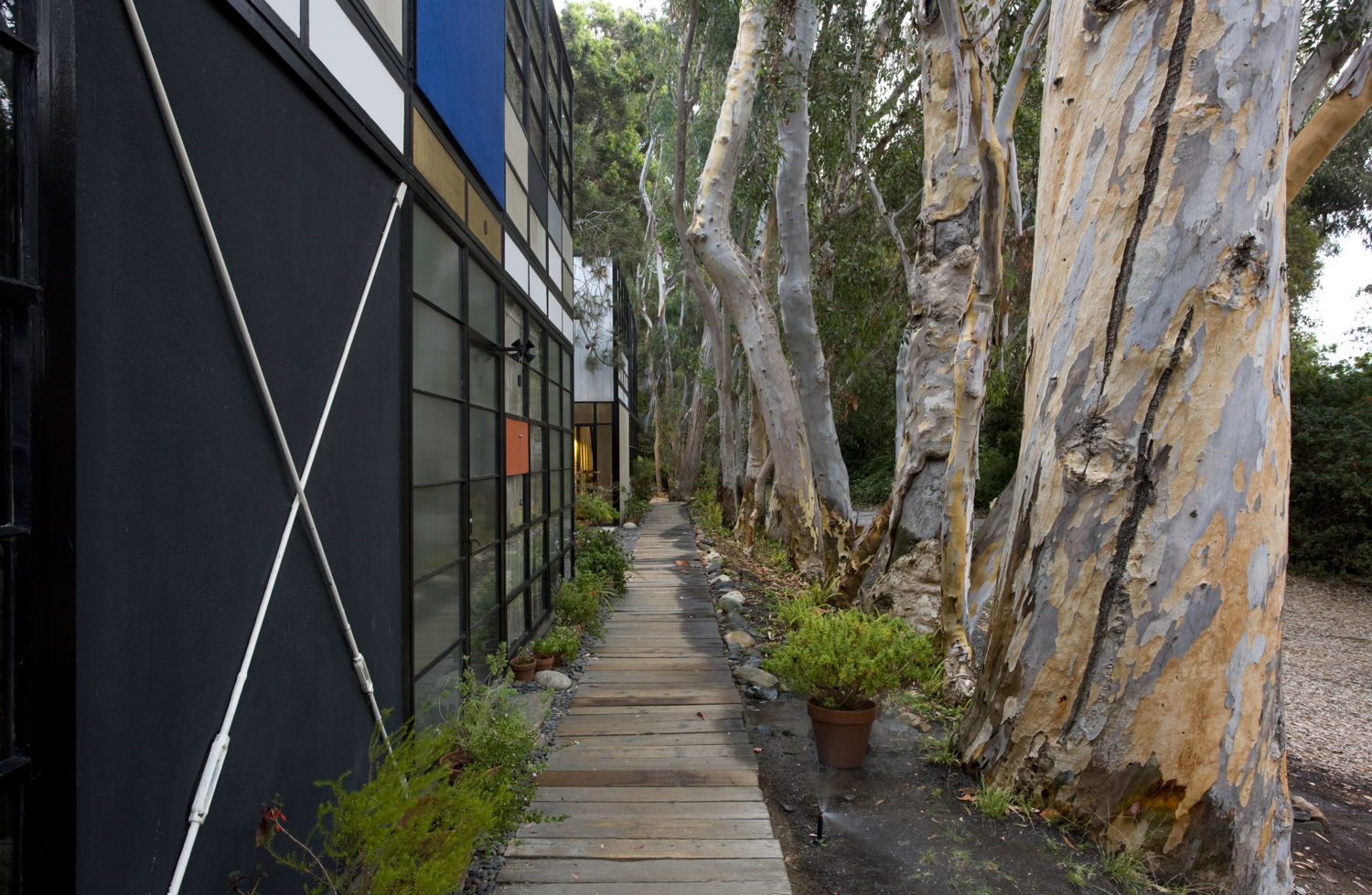 The wooden walkway and row of eucalyptus trees parallel to the Eames House’s facade. Photograph by Leslie Schwartz, 2017