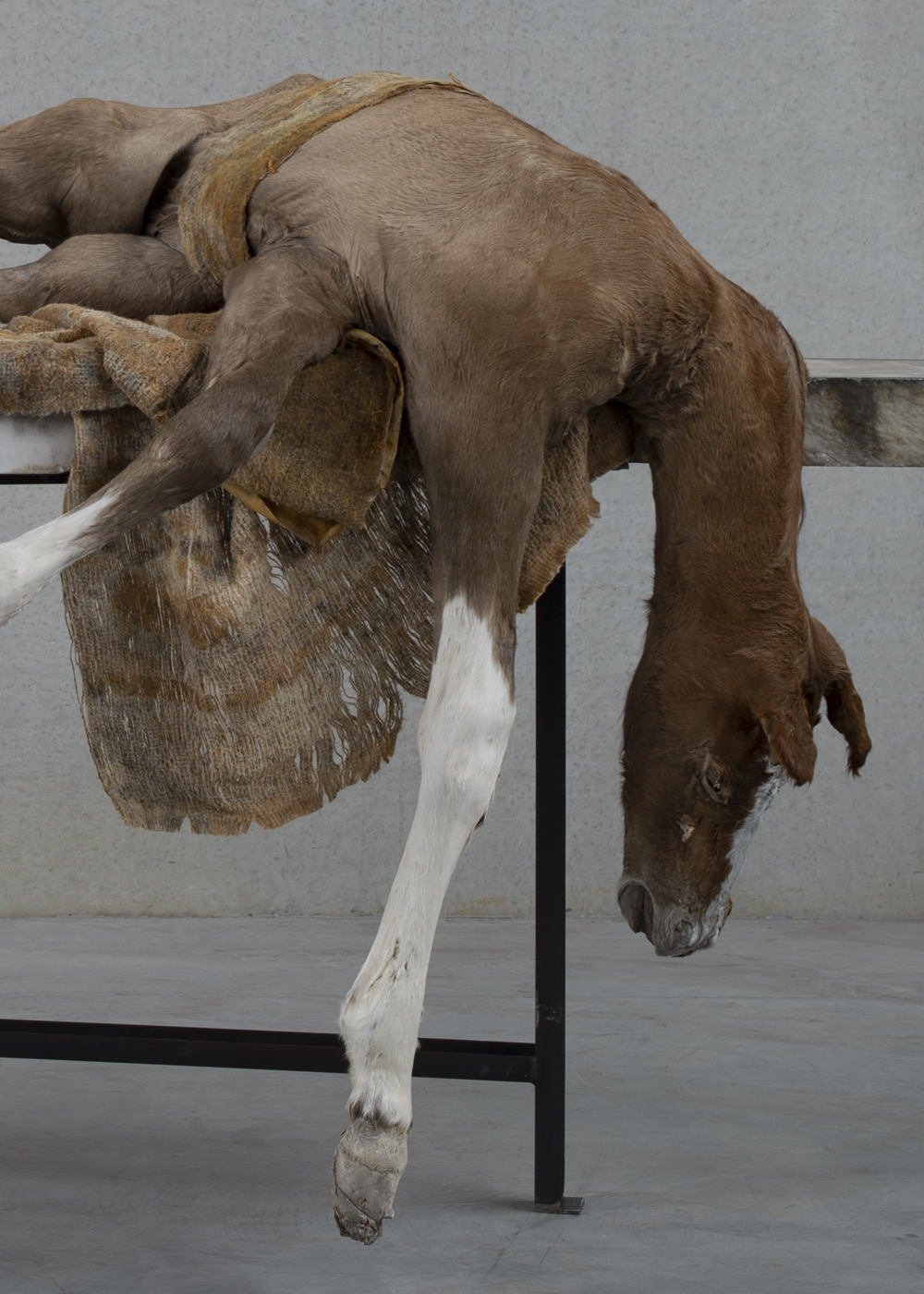 Berlinde De Bruyckere, Lost V, 2021-2022, 2021-2022, horse skin, marble, textile, iron, epoxy, courtesy of the artist © Mirjam Devriendt