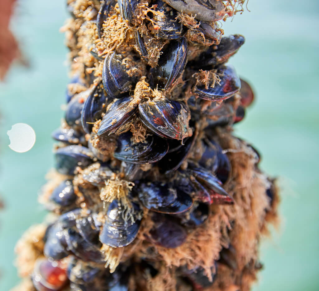Mussels harvest 6