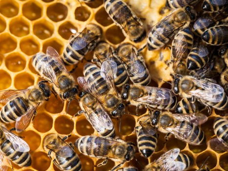 Coctelería para el Día Nacional de las Abejas con Jack Daniel’s Tennessee Honey