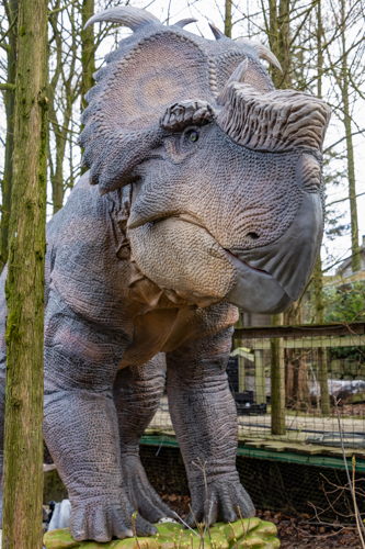 Pachyrhinosaurus 