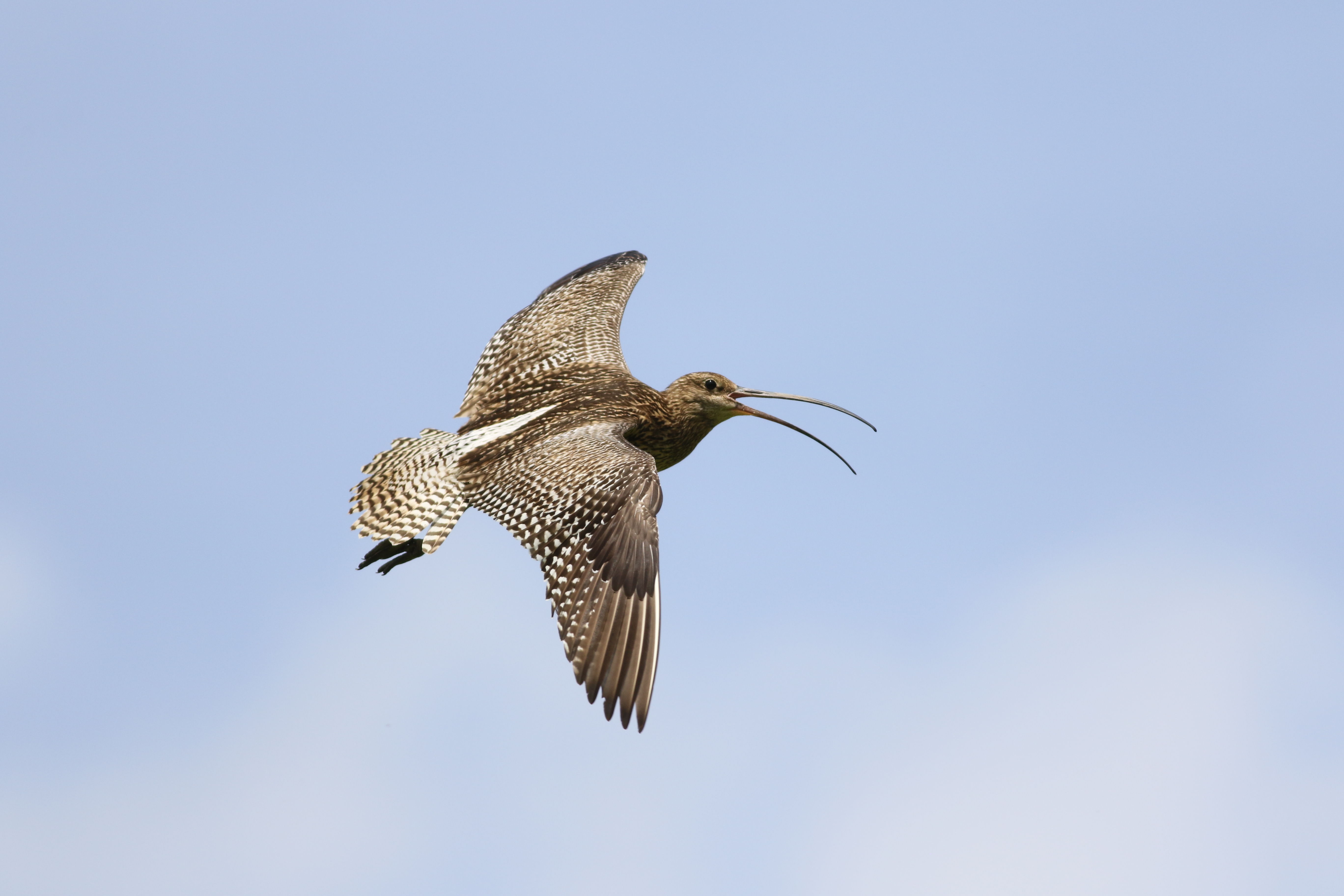 Wulp boven natuurgebied Arontshoek (copyright Pim Wolf)