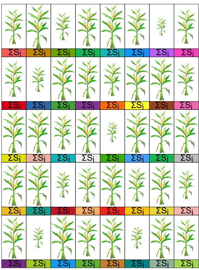 Implementing a crossing scheme on the multiplex gene-edited maize plants (SCRIPT 1-4) results in a diverse collection of edited plants that can be screened for improved agronomic traits.