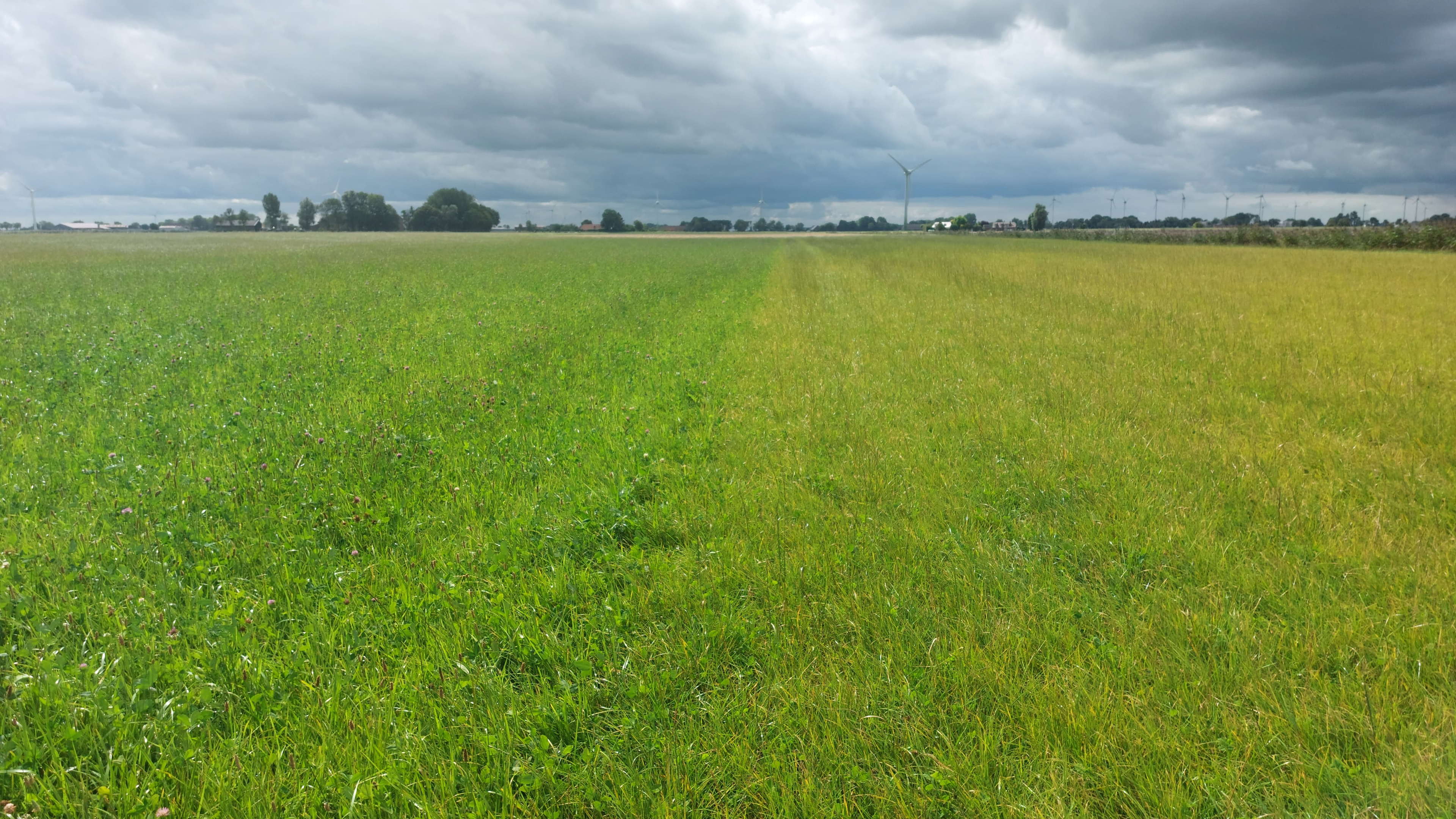 Kruidenrijk grasland presteert sterk in natte én droge jaren
