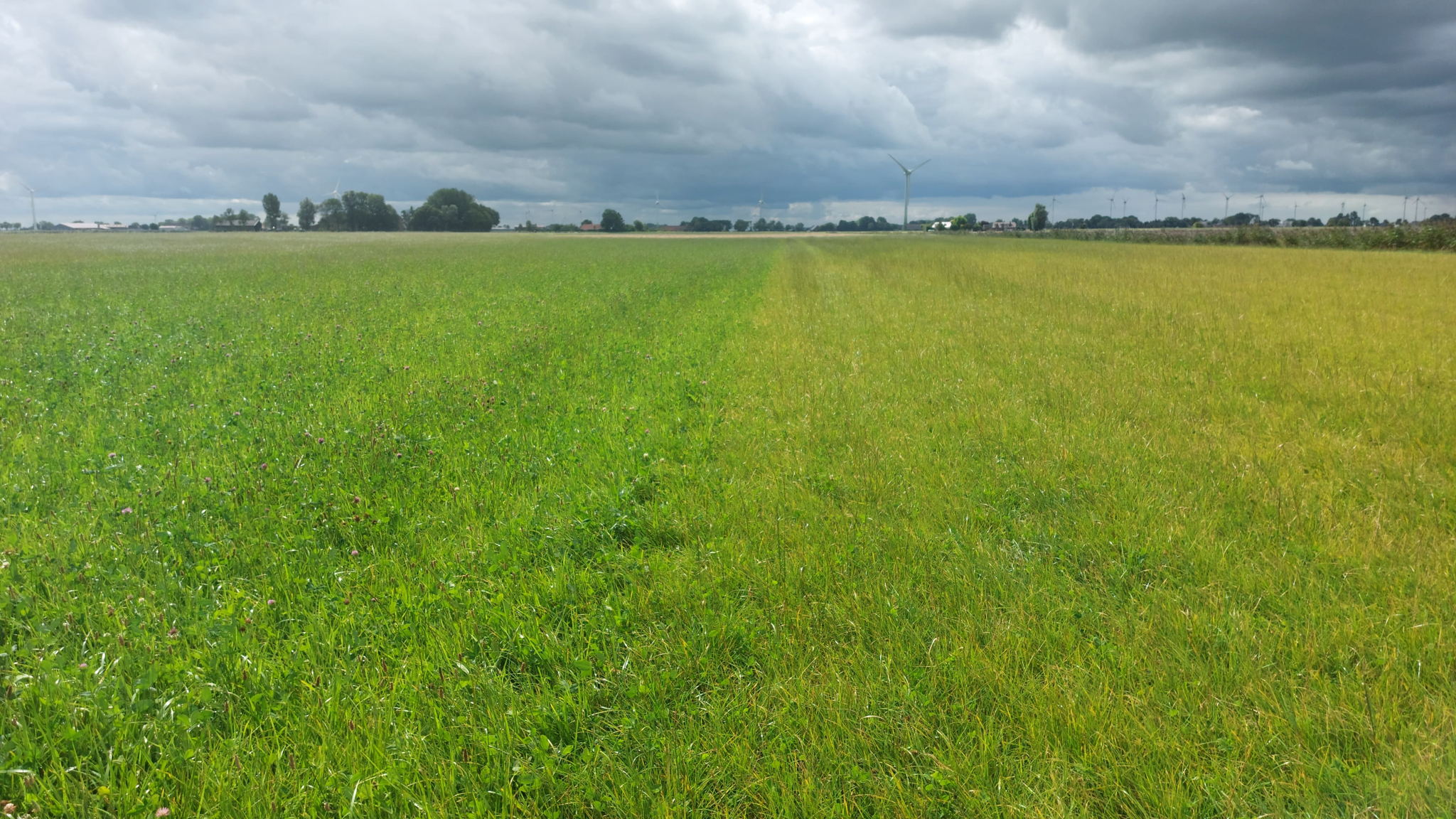 Zomer 2025: links kruidenrijk, rechts kruidenarm grasland © Franziska Clausecker (Universiteit Göttingen))