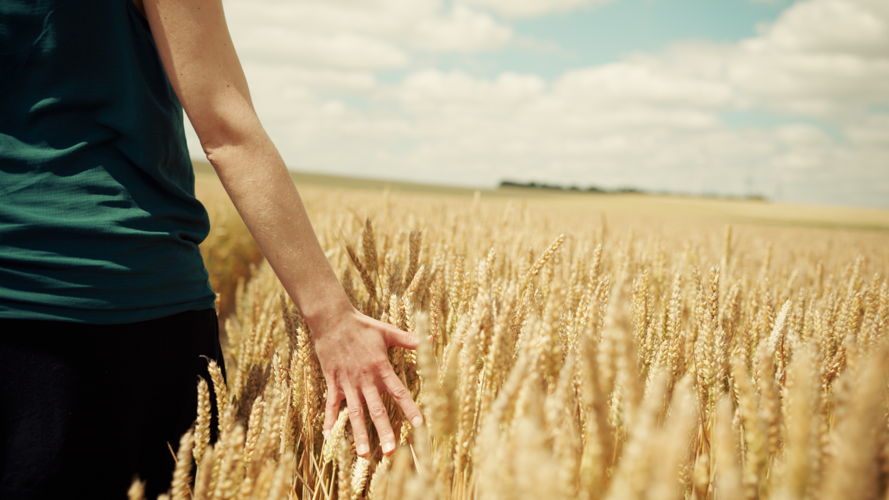 Sustainable wheat
