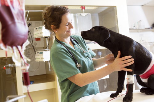 La transfusion sanguine chez le chien