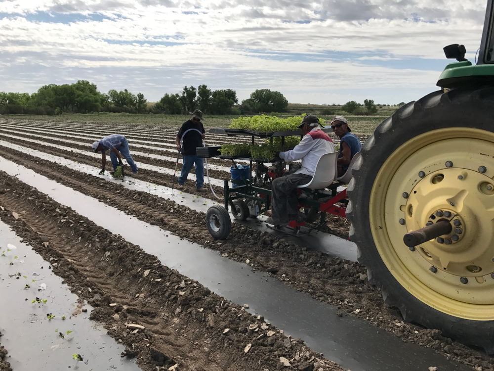 Workers plant Rocky Ford Cantaloupe during May 2017 planting season