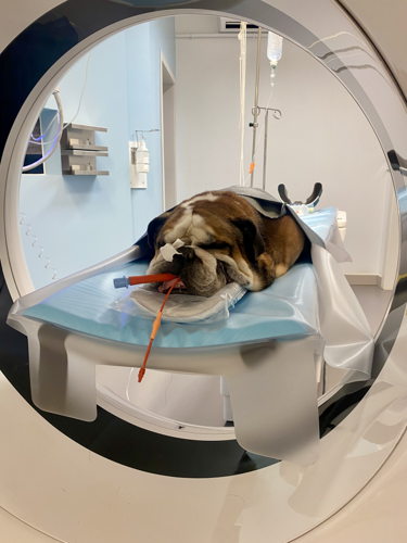Nieuwe CT-Scanner met hond