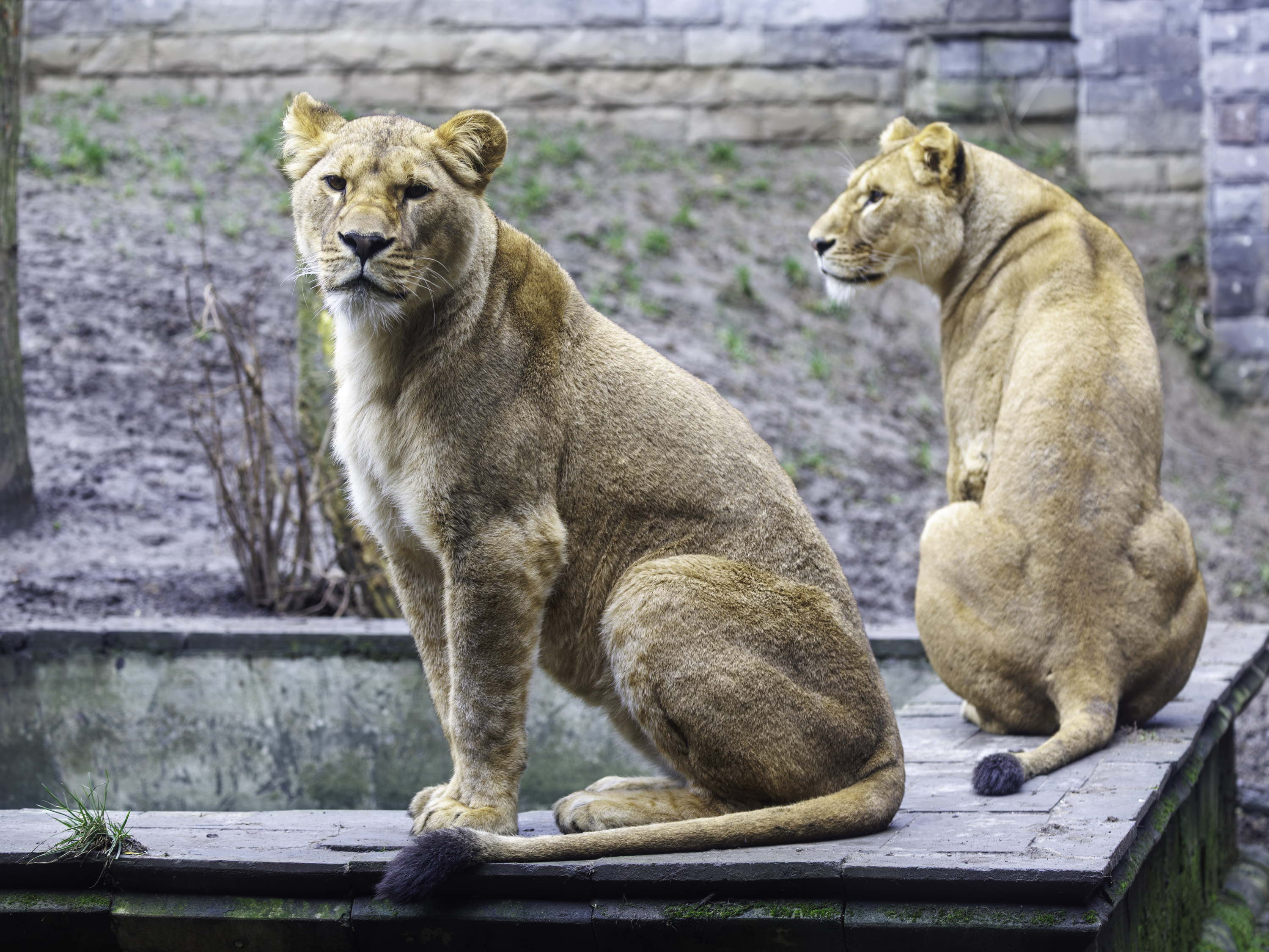 Leeuwinnen uit oorlogsgebied Oekraïne hebben Pairi Daiza op donderdag 13 maart verlaten op weg naar The Big Cat Sanctuary.