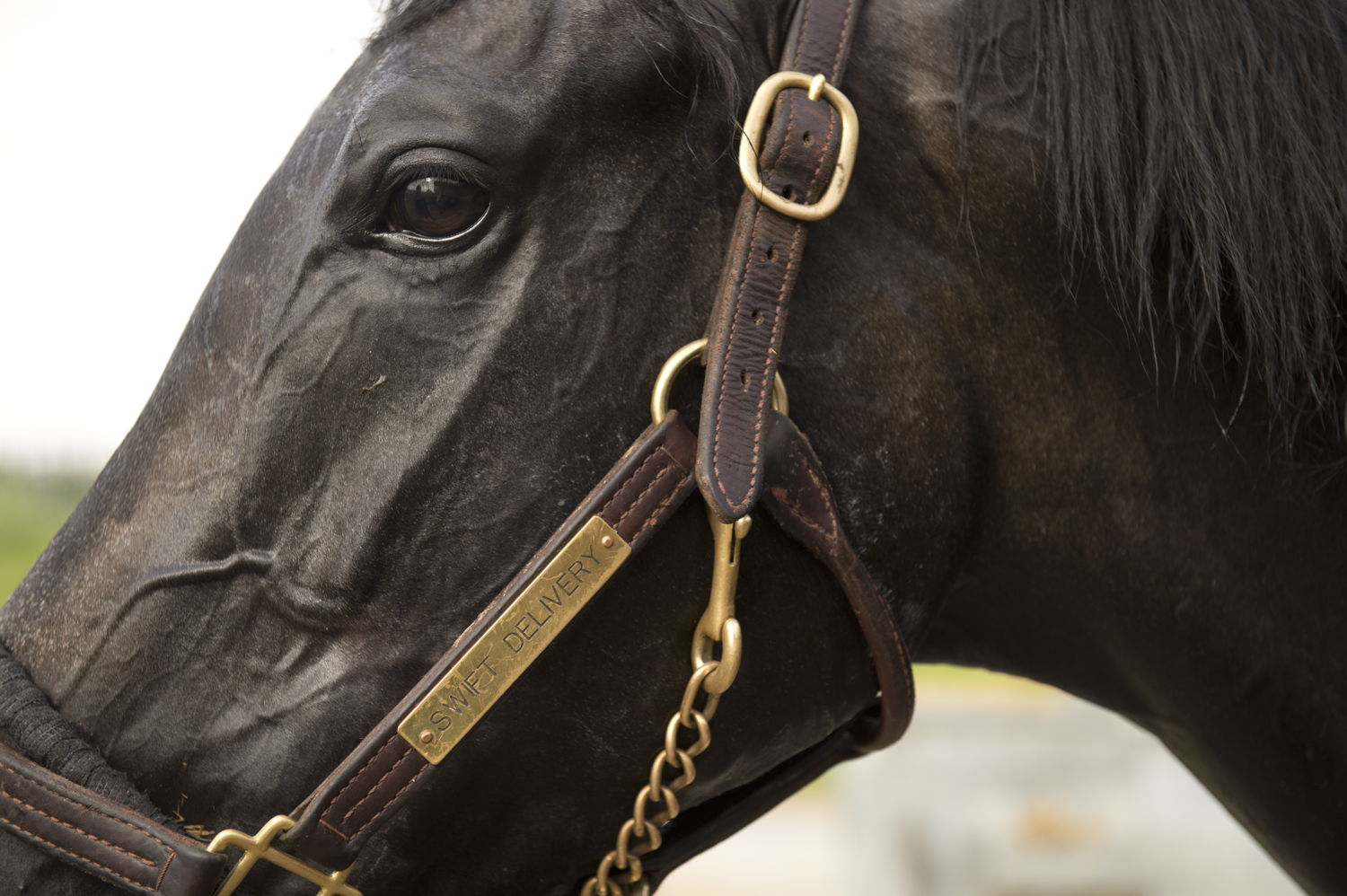 Swift Delivery at Woodbine (Michael Burns Photo)