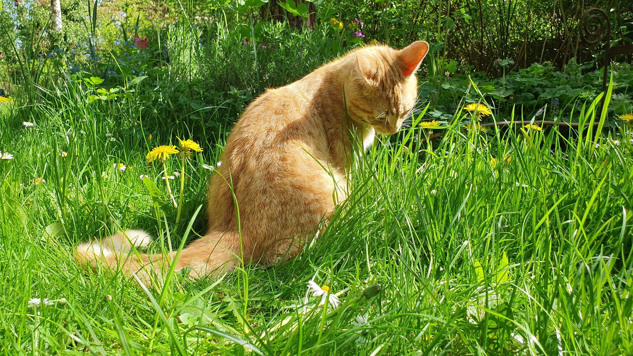 Wenn Frühling zur Qual wird: Pollenallergien bei Haustieren erkennen und behandeln