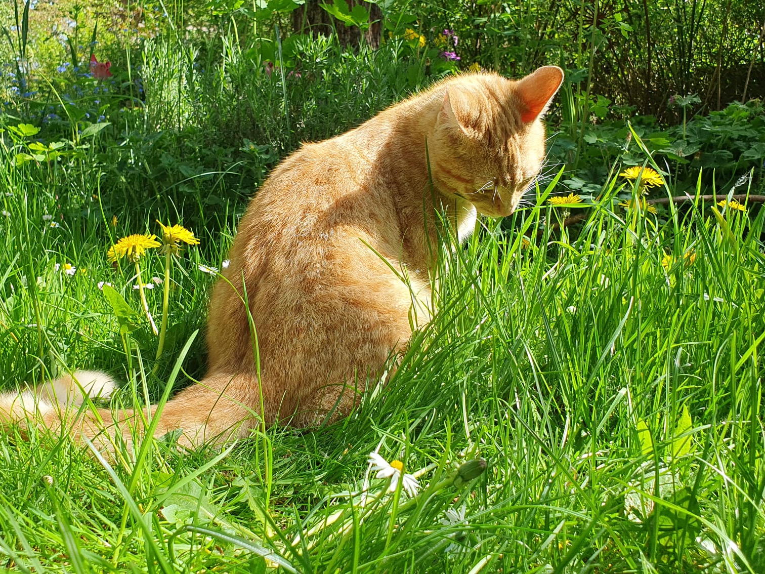 Wenn Frühling zur Qual wird: Pollenallergien bei Haustieren erkennen und behandeln