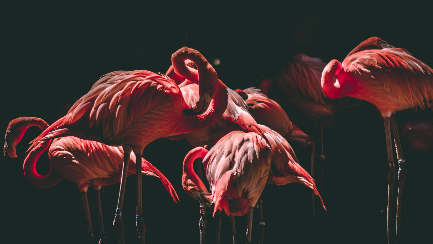 Flamingo-borrel & The Bird House