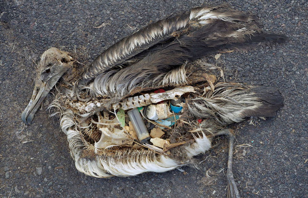 The unaltered stomach contents of a dead albatross chick photographed on Midway Atoll National Wildlife Refuge in the Pacific in September 2009 include plastic marine debris fed the chick by its parents. Marine animals cannot digest debris and often die due starvation. Marine debris, also known as marine litter, is human-created waste that has deliberately or accidentally been released in a lake, sea, ocean, or waterway. AKG8140199 ©akg-images / USFWS / Chris Jordan / SCIENCE SOURCE The unaltered stomach contents of a dead albatross chick photographed on Midway Atoll National Wildlife Refuge in the Pacific in September 2009 include plastic marine debris fed the chick by its parents. Marine animals cannot digest debris and often die due starvation. Marine debris, also known as marine litter, is human-created waste that has deliberately or accidentally been released in a lake, sea, ocean, or waterway. AKG8140199 ©akg-images / USFWS / Chris Jordan / SCIENCE SOURCE