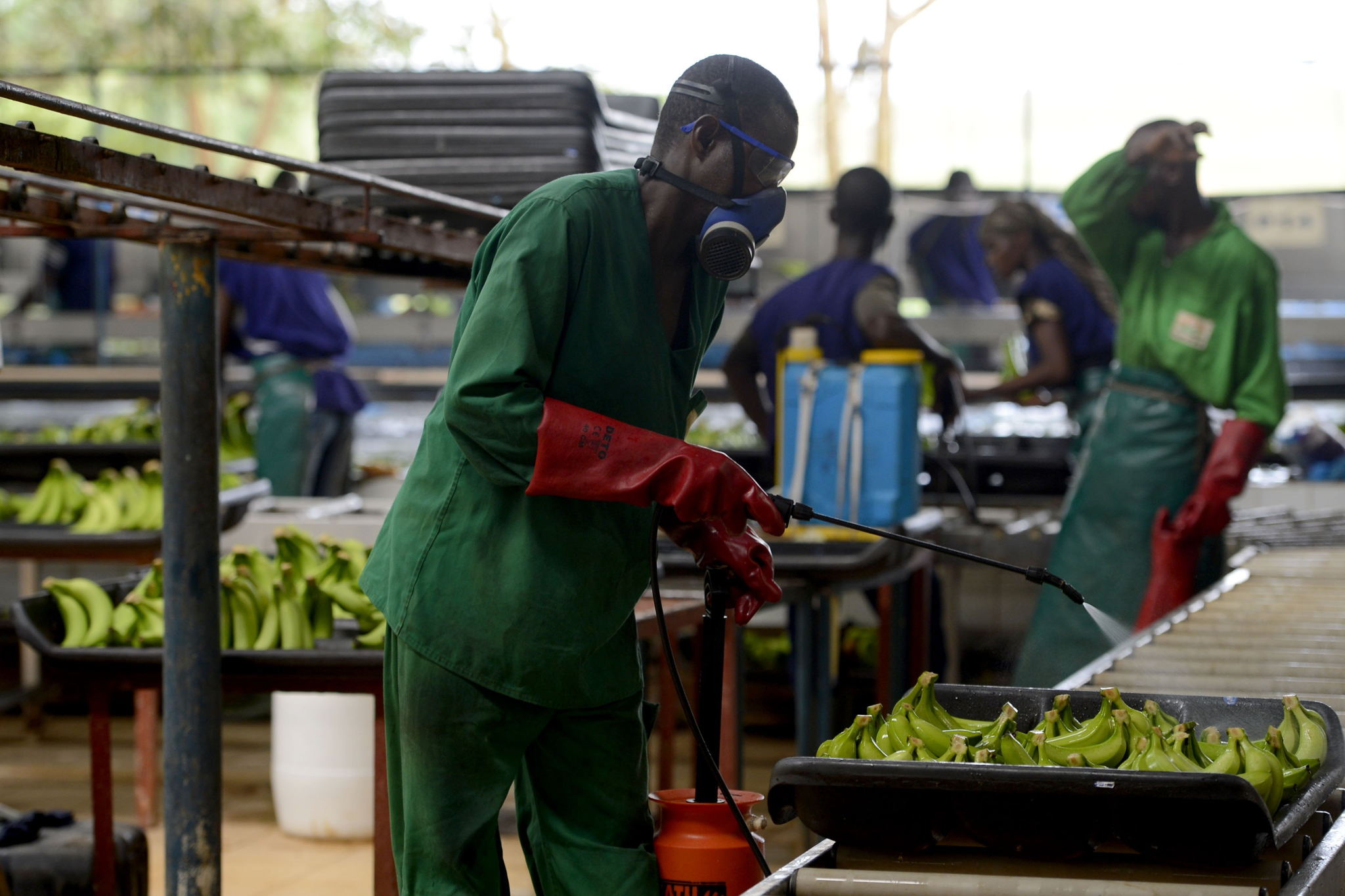 Record earnings for Belgian palm oil and banana producer