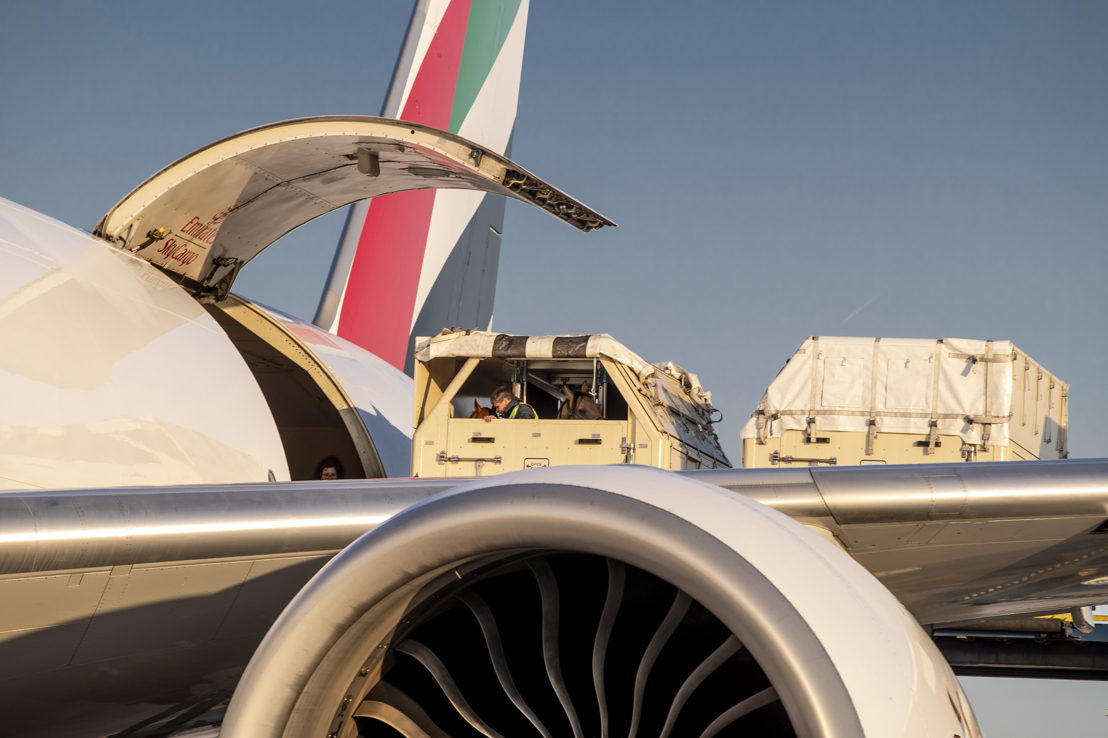 Emirates SkyCargo is no stranger to transporting horses on its freighter flights.<br/>Image courtesy: FEI/Dirk Caremans; FEI/Tori Repole