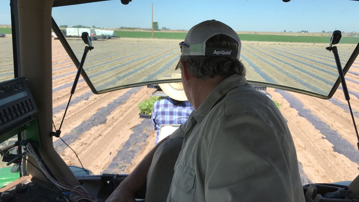 Matthew Proctor of Rocky Ford Growers Association member farm Proctor Produce and his crew plants melon seedlings recently in Rocky Ford, Colorado 