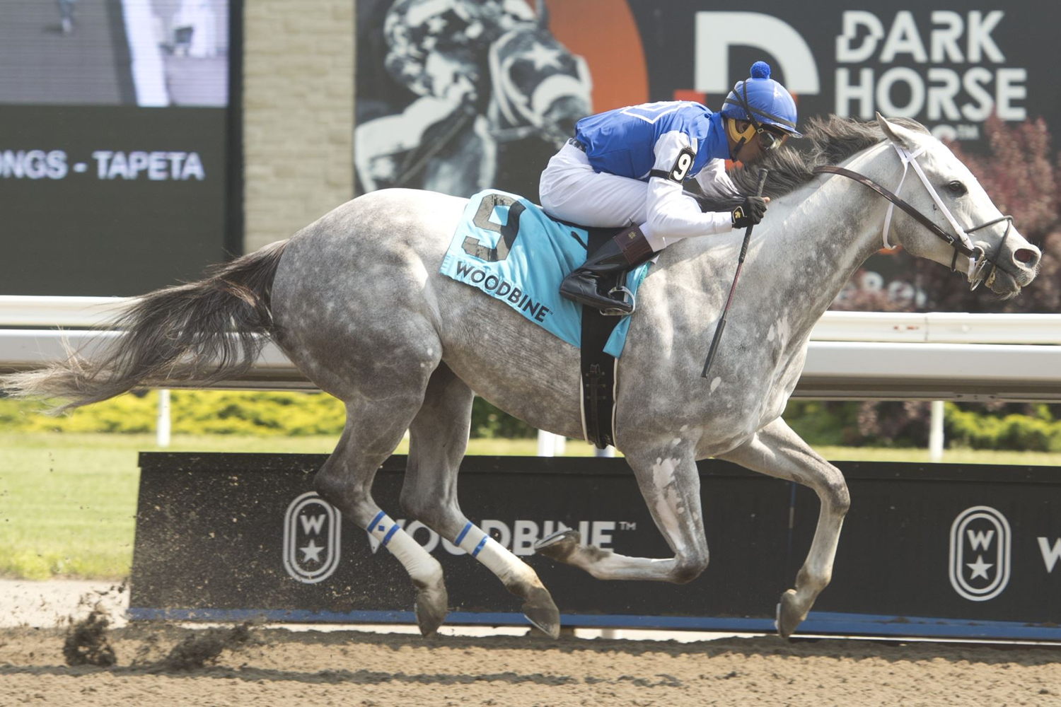 Rockcrest and jockey Keveh Nicholls winning the Pink Lloyd Stakes on June 4, 2023 at Woodbine (Michael Burns Photo)
