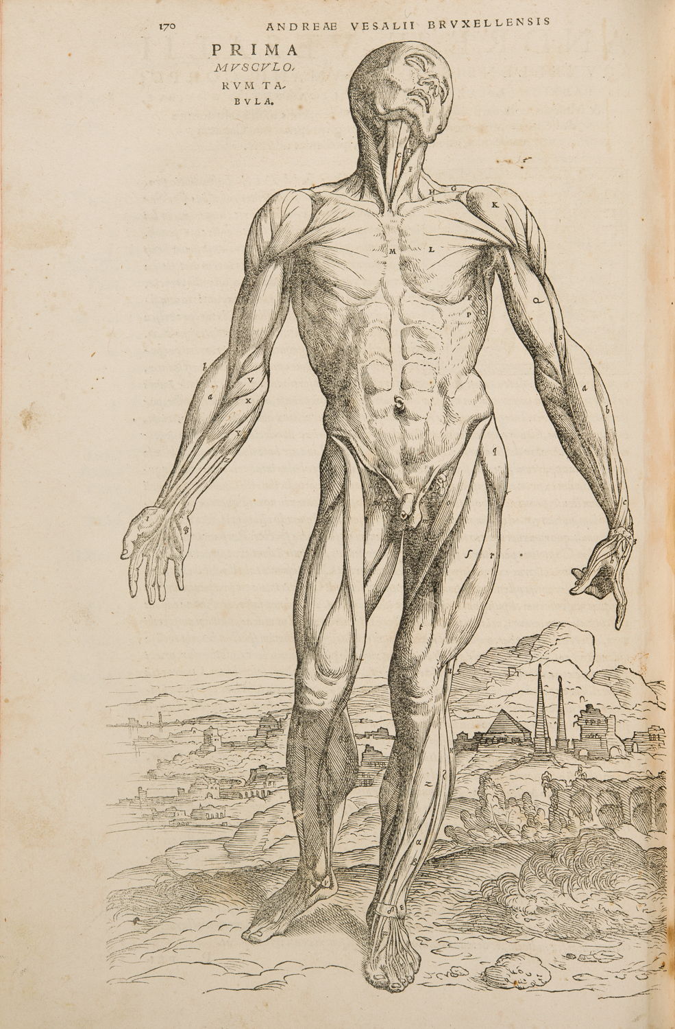 André Vésale, De Humani Corporis Fabrica Libri Septem, Bâle, 1543 © KU Leuven, Bibliothèque universitaire, inv. CaaC17 – Bruno Vandermeulen.
