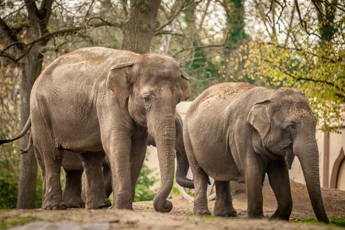 Copyright foto's: Zoo Antwerpen en Planckendael
