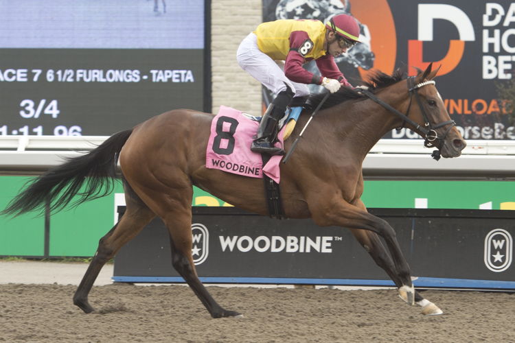 Hurricane Clair and jockey Sahin Civaci winning the Muskoka Stakes on August 27, 2023 at Woodbine (Michael Burns Photo) Hurricane Clair and jockey Sahin Civaci winning the Muskoka Stakes on August 27, 2023 at Woodbine (Michael Burns Photo)