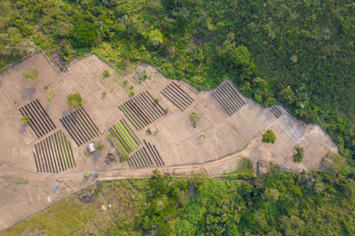 Duvel Moortgat et Lotus Bakeries s’associent au projet de reforestation de Colruyt Group en République démocratique du Congo