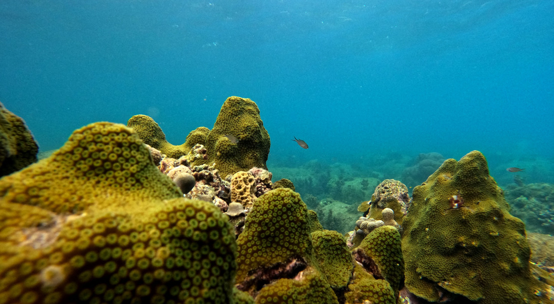 Developing skills in global standards for coral reef monitoring for Montserrat