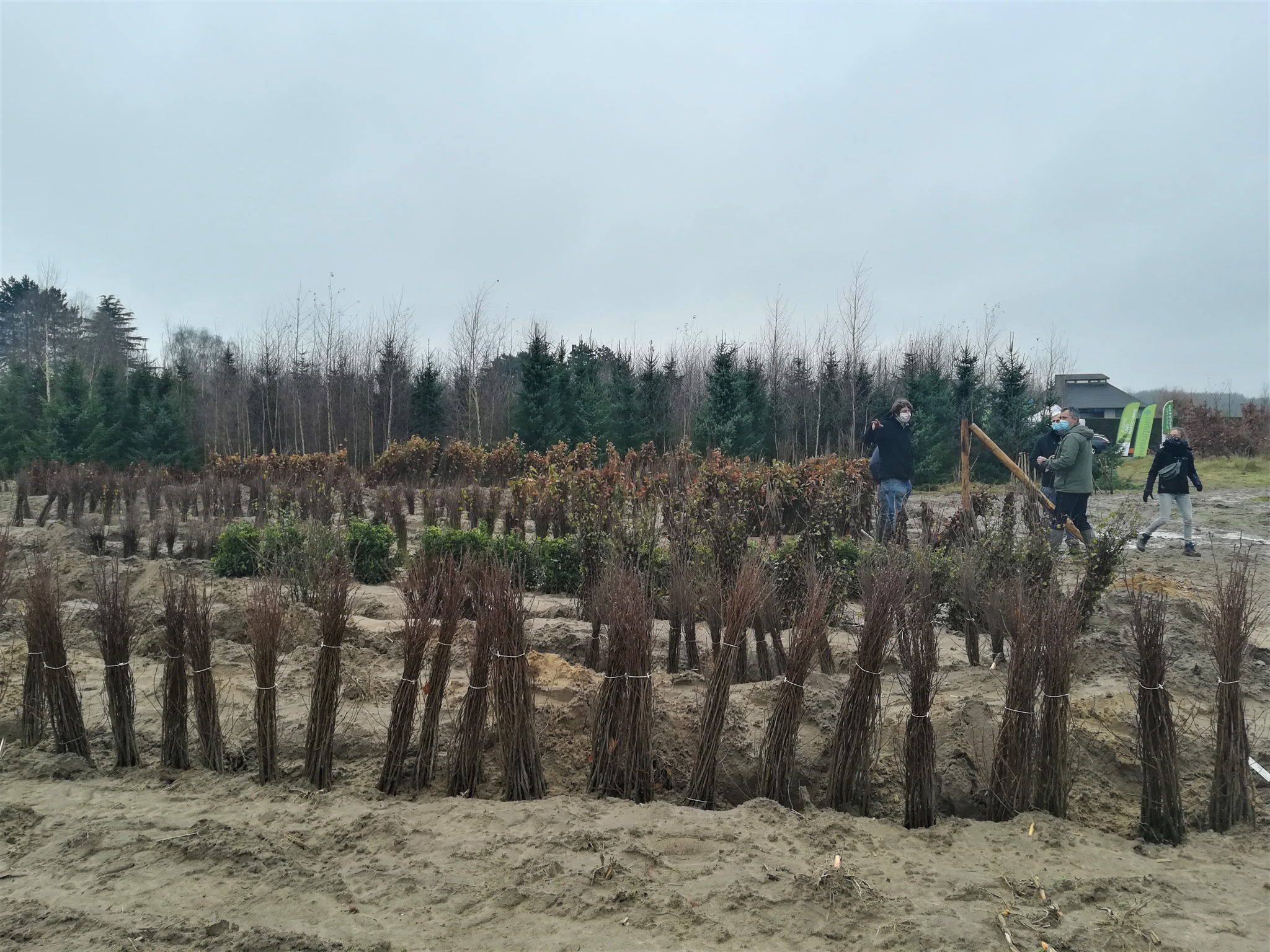 Bomen en bosgoed staan klaar om geplant te worden