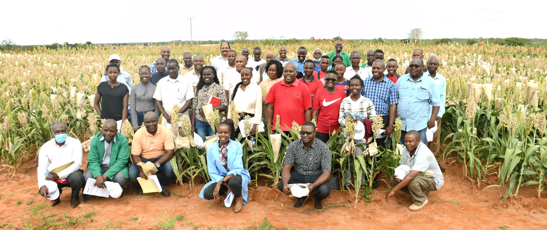 Strengthening Sorghum and Pearl Millet Hybrids Delivery in Eastern and Southern Africa