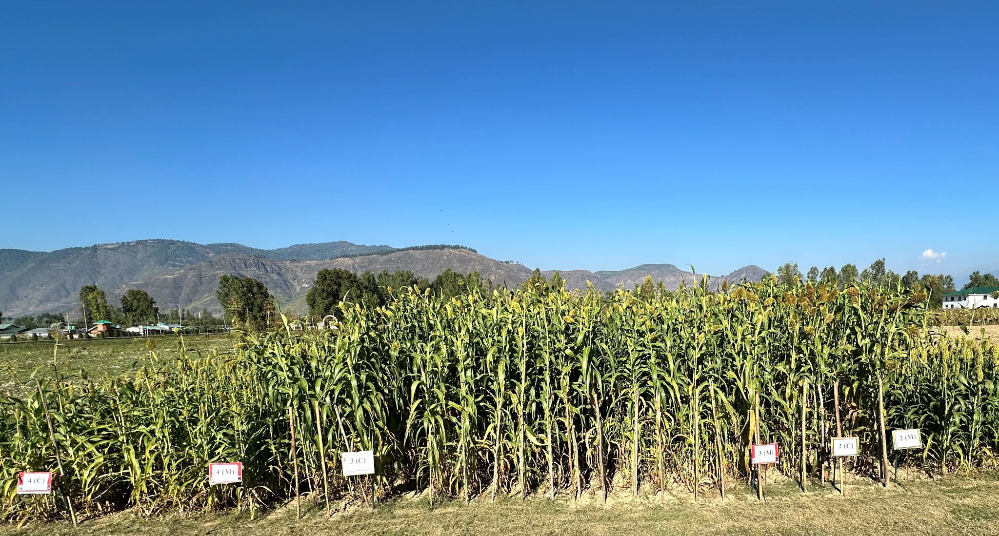 ICRISAT and SKUAST Co-Develop First Cold-Tolerant Sorghum in Jammu and Kashmir, India  