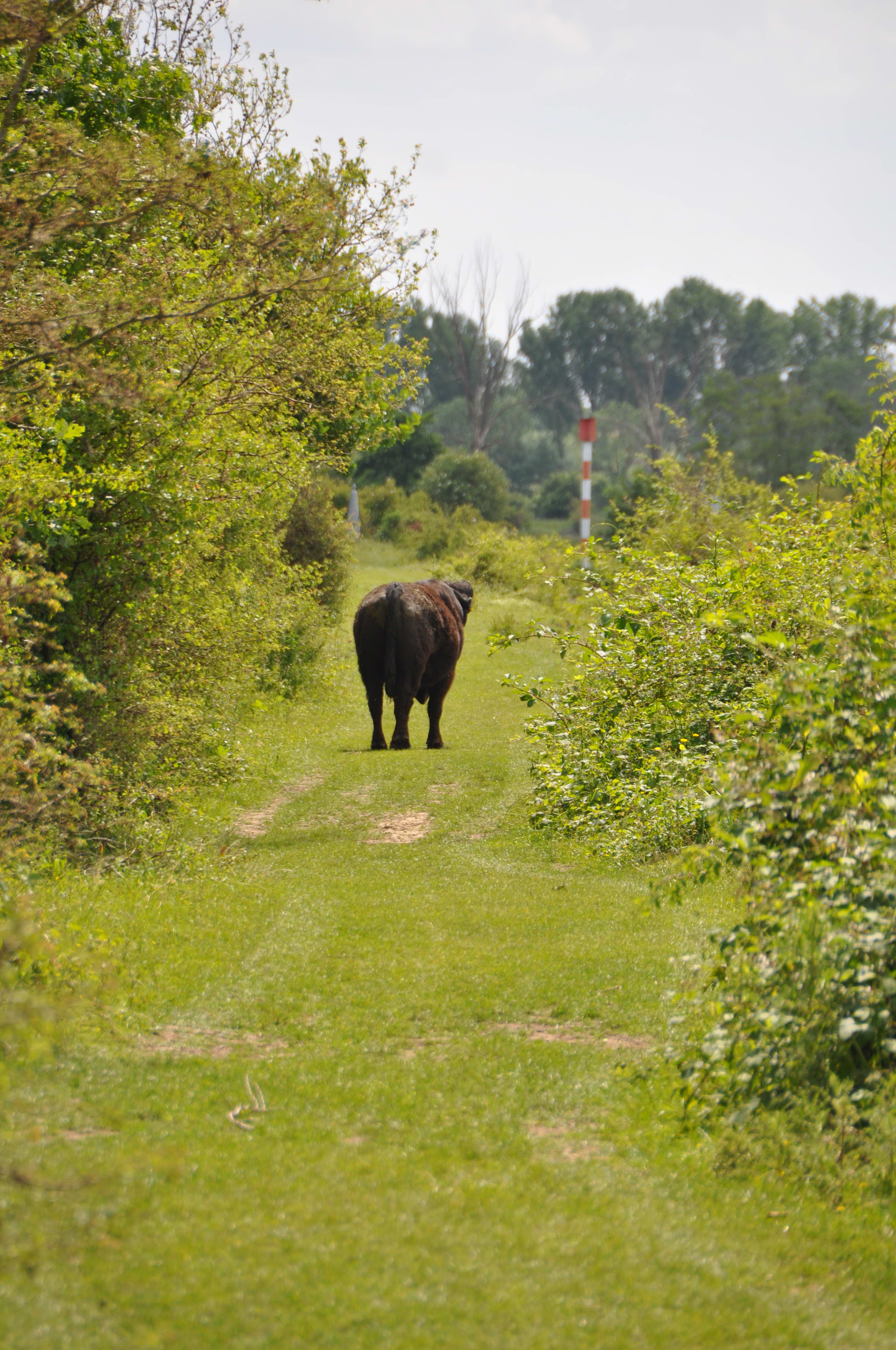 Plots verschijnt een Gallowayrund op ons pad.