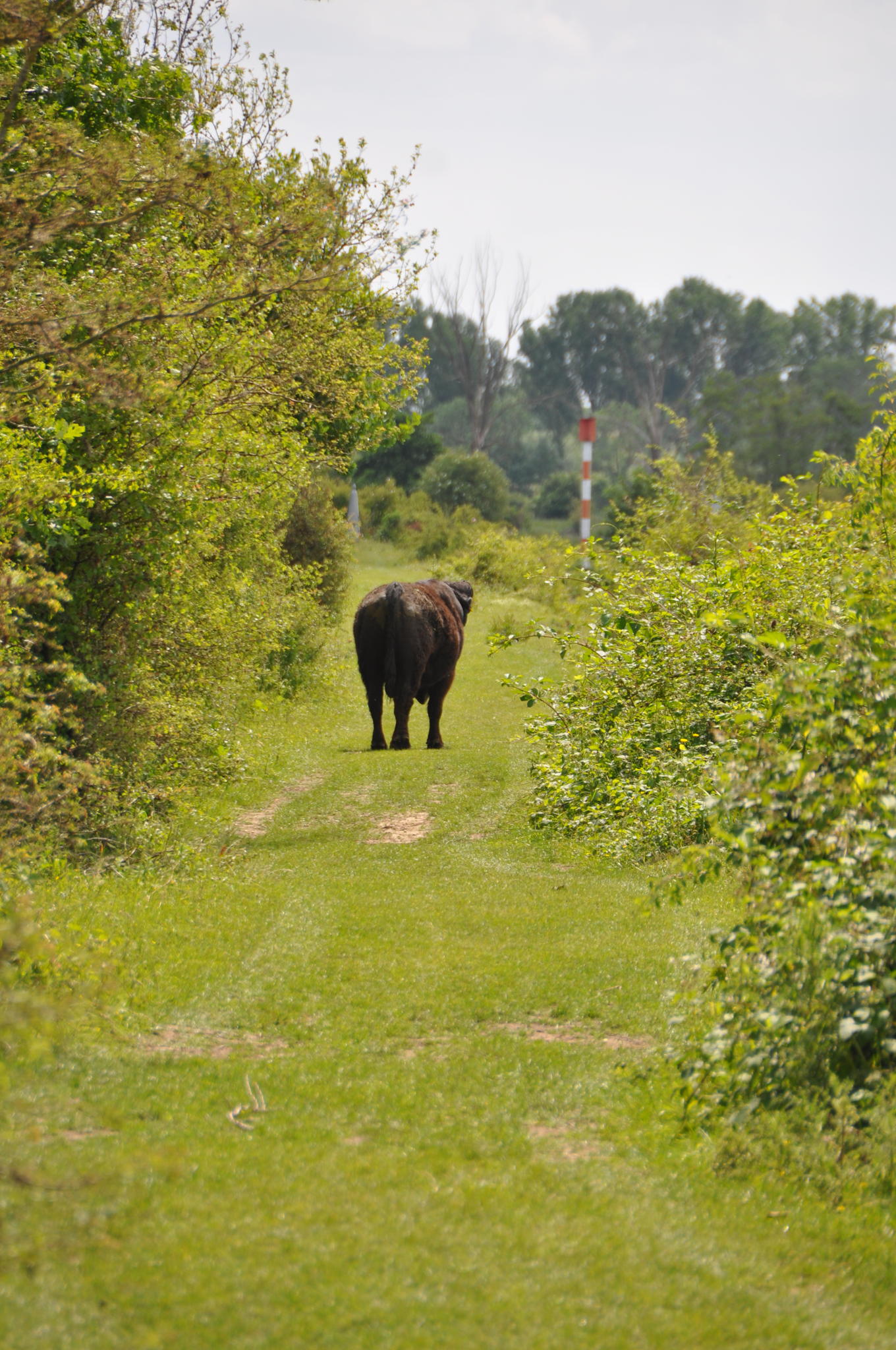 Plots verschijnt een Gallowayrund op ons pad.