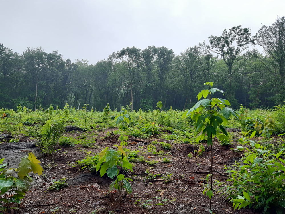 Heraanplant Wase bossen met inheemse loofbomen    