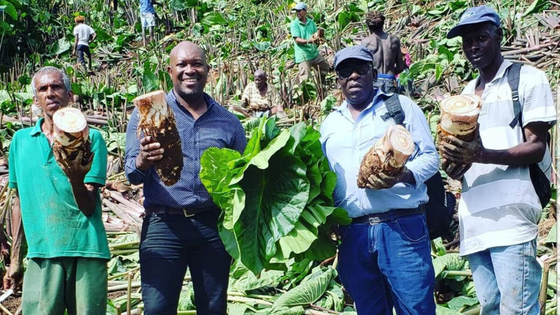 Dasheen declared the ‘Blue Gold’ Crop of St Vincent and the Grenadines