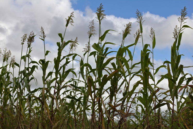Local Variety of Sorghum with weak heads that do not support the weight of the birds to eat the grain.