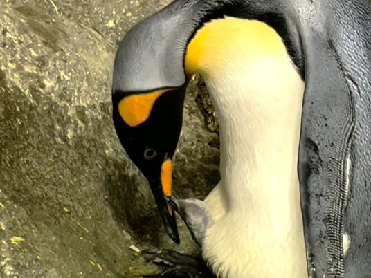 Pasgeboren Koningspinguïnkuiken in Pairi Daiza.