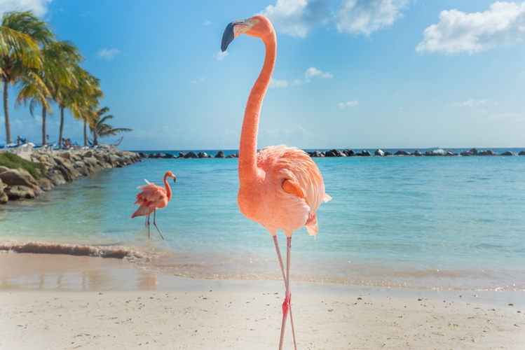 Aruba