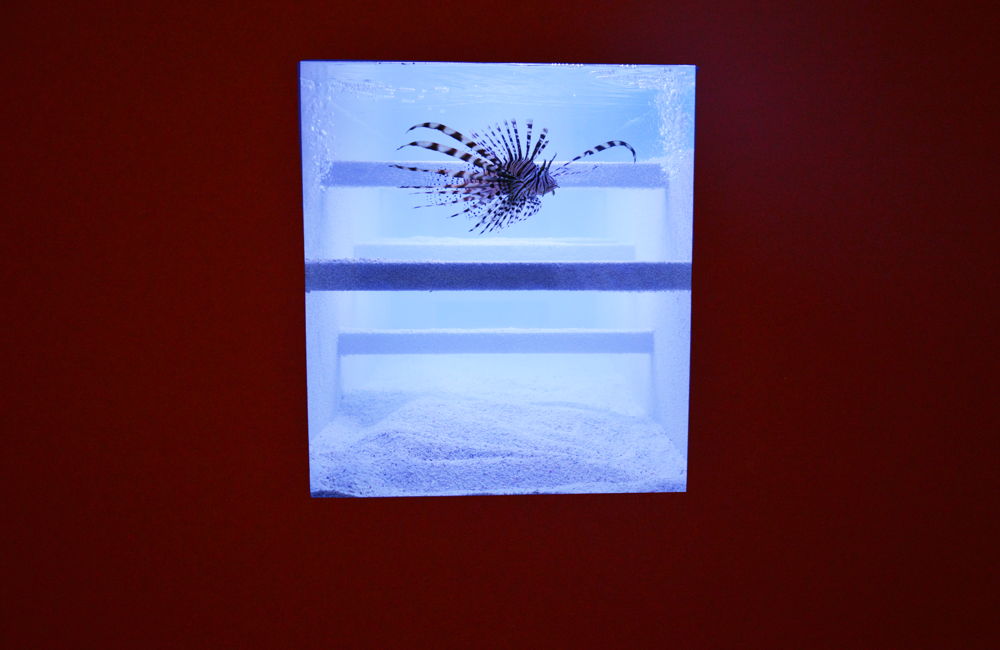 Aquarium (Genf), 2011/2014, © photo: M - Museum Leuven  
