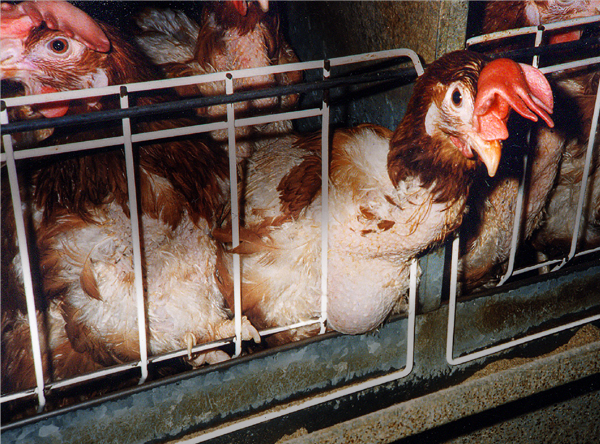 « Monsieur le ministre Weyts, faites votre sacré devoir » Via de nouvelles images, GAIA dénonce les conditions de vie misérables des poules pondeuses en cage en Flandre