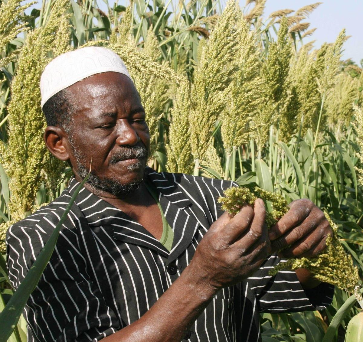 Un producteur de sorgho dans la région de Sikasso au Mali. Photo : ICRISAT