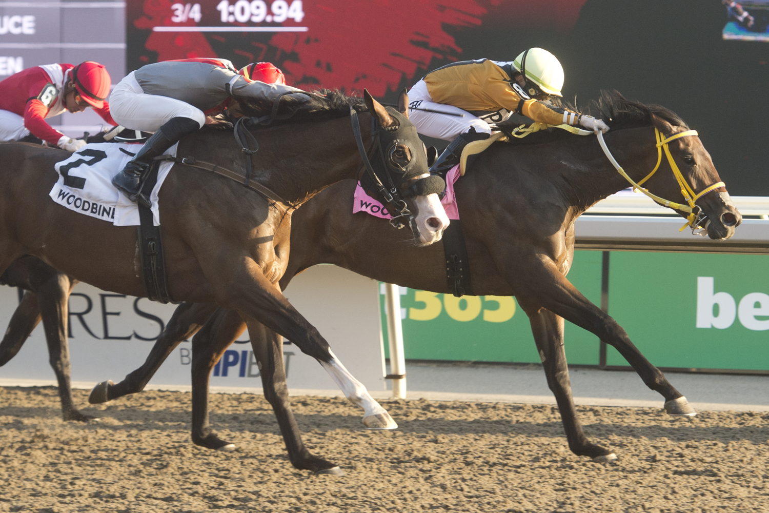 Unbridled Weather and jockey Fraser Aebly winning the Frost King Stakes on October 20, 2024 at Woodbine (Michael Burns Photo)