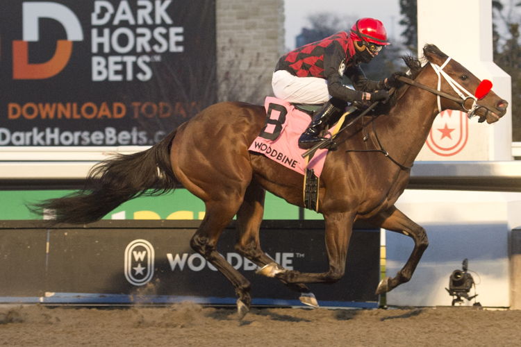Babbo and jockey Eswan Flores winning the Coronation Futurity Stakes on November 25, 2023 at Woodbine (Michael Burns Photo)