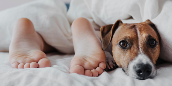 Laisser dormir son chien dans le lit : bonne ou mauvaise idée ? 